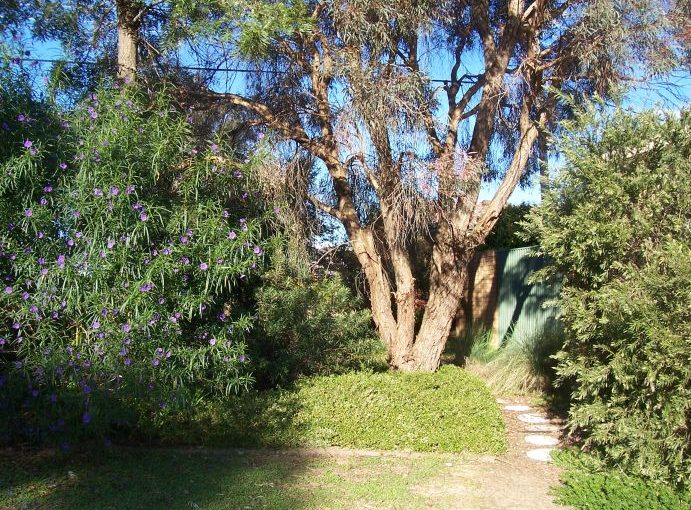 Front garden