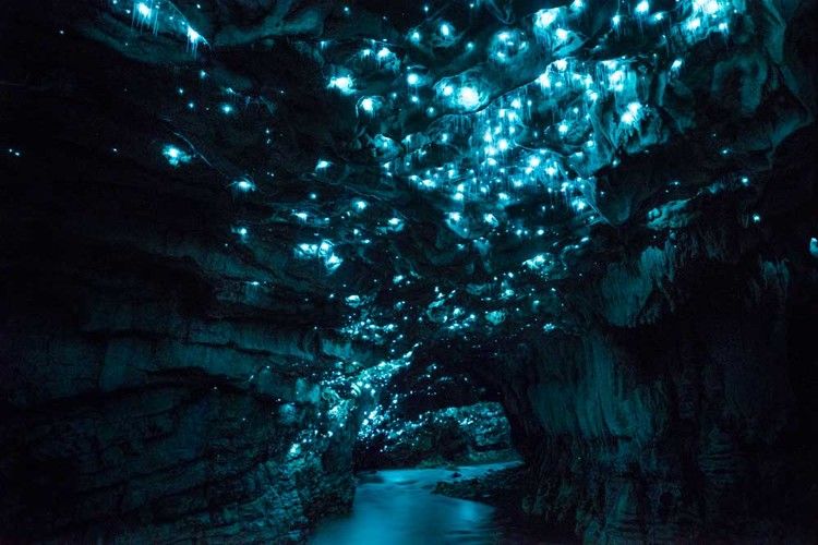 Glow worm wall hanging