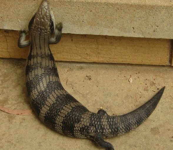 Bluetongue lizard (on front doorstep)