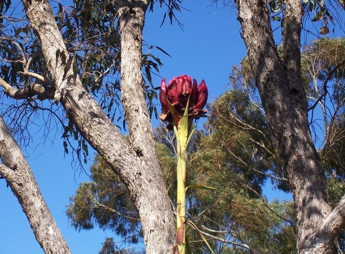 Gymea Lily