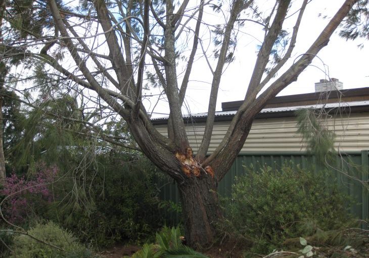 Casuarina breakup