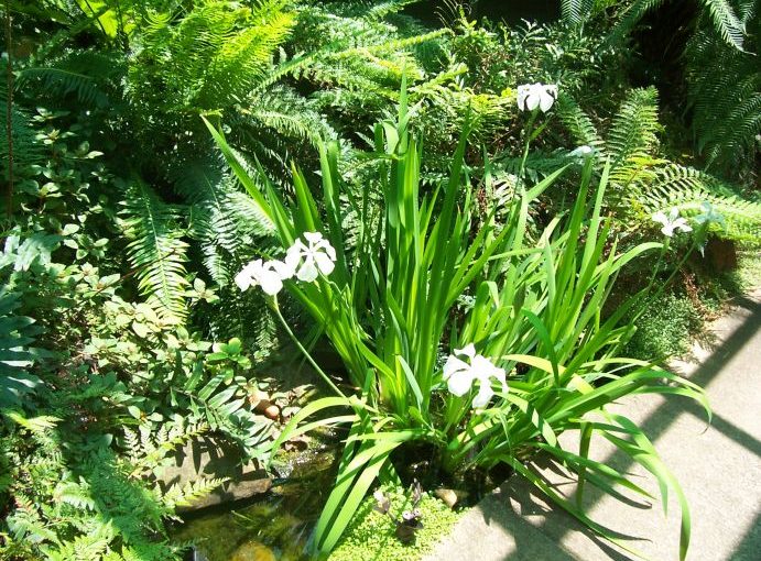 Fernery