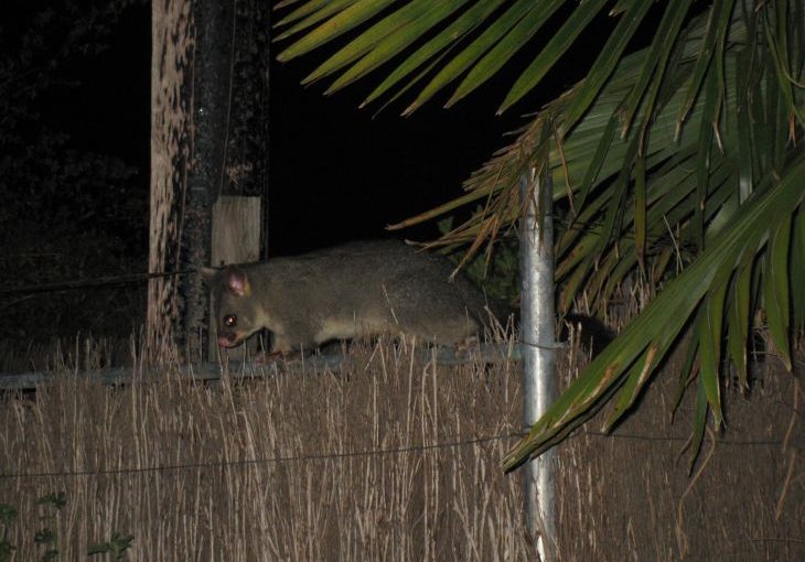 Possum
